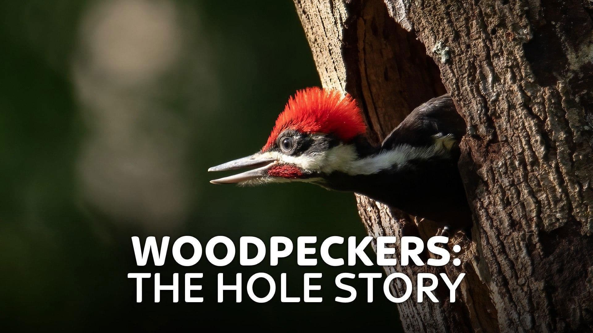 Backdrop for Woodpeckers: The Hole Story