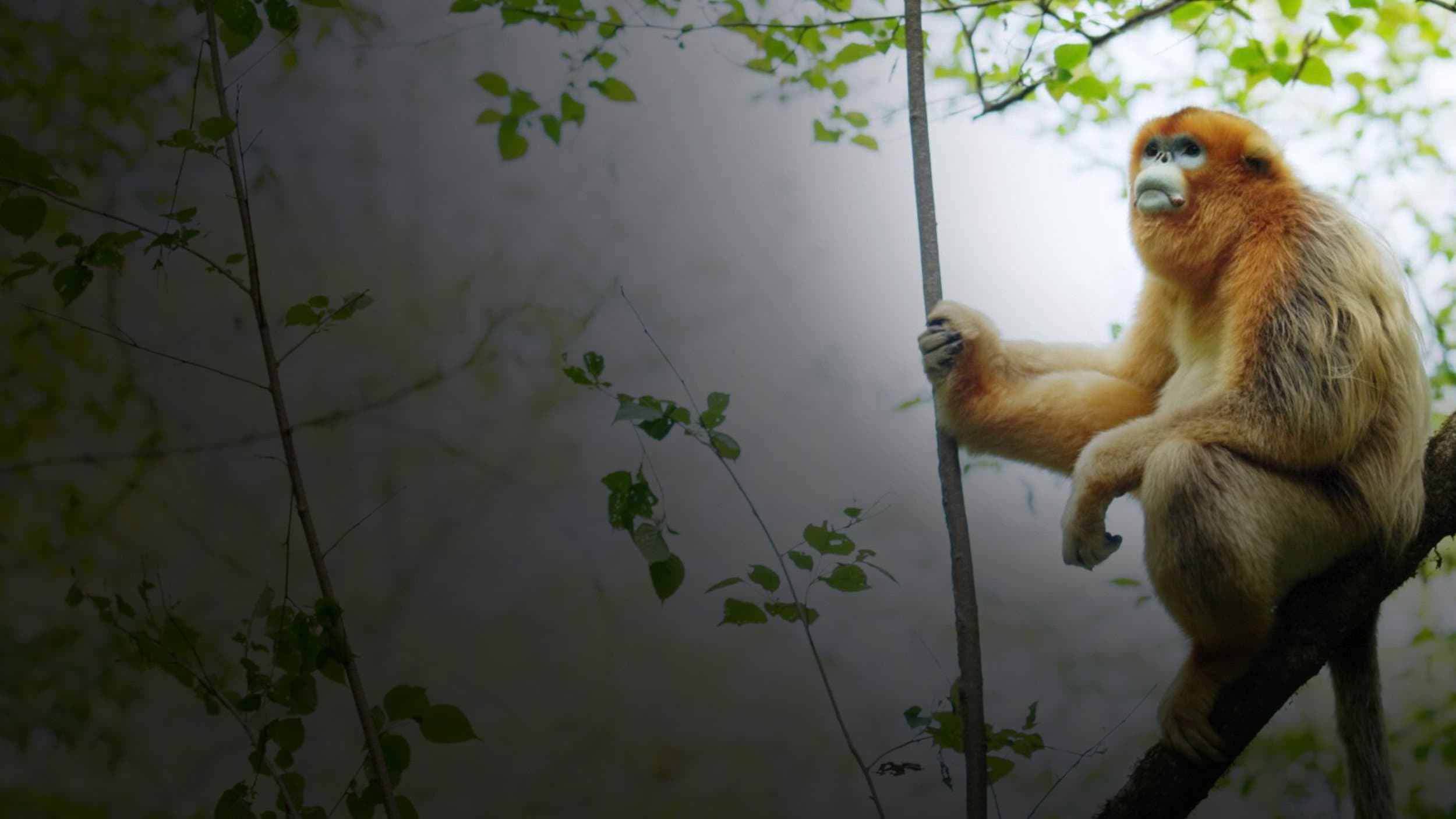 Backdrop for Souvenirs d'un singe doré