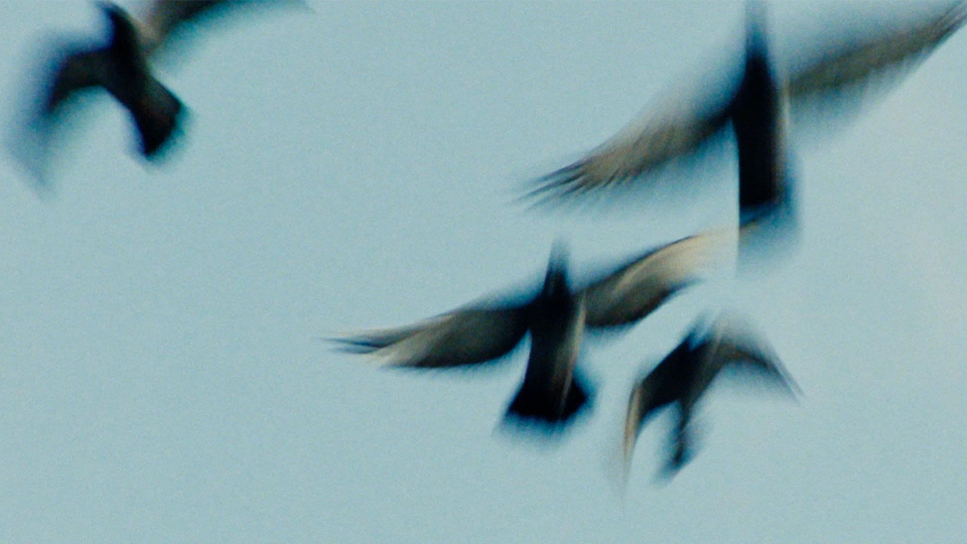 Backdrop for Pigeonman