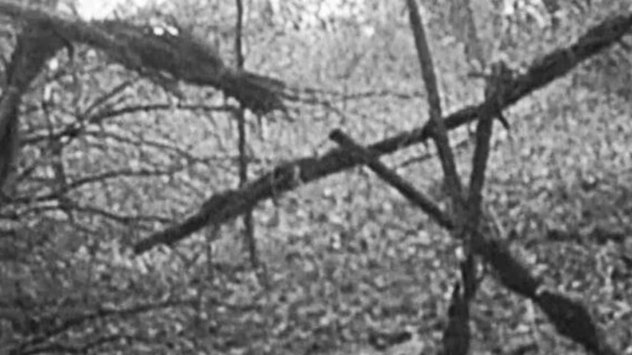 Backdrop for The Blair Witch Project